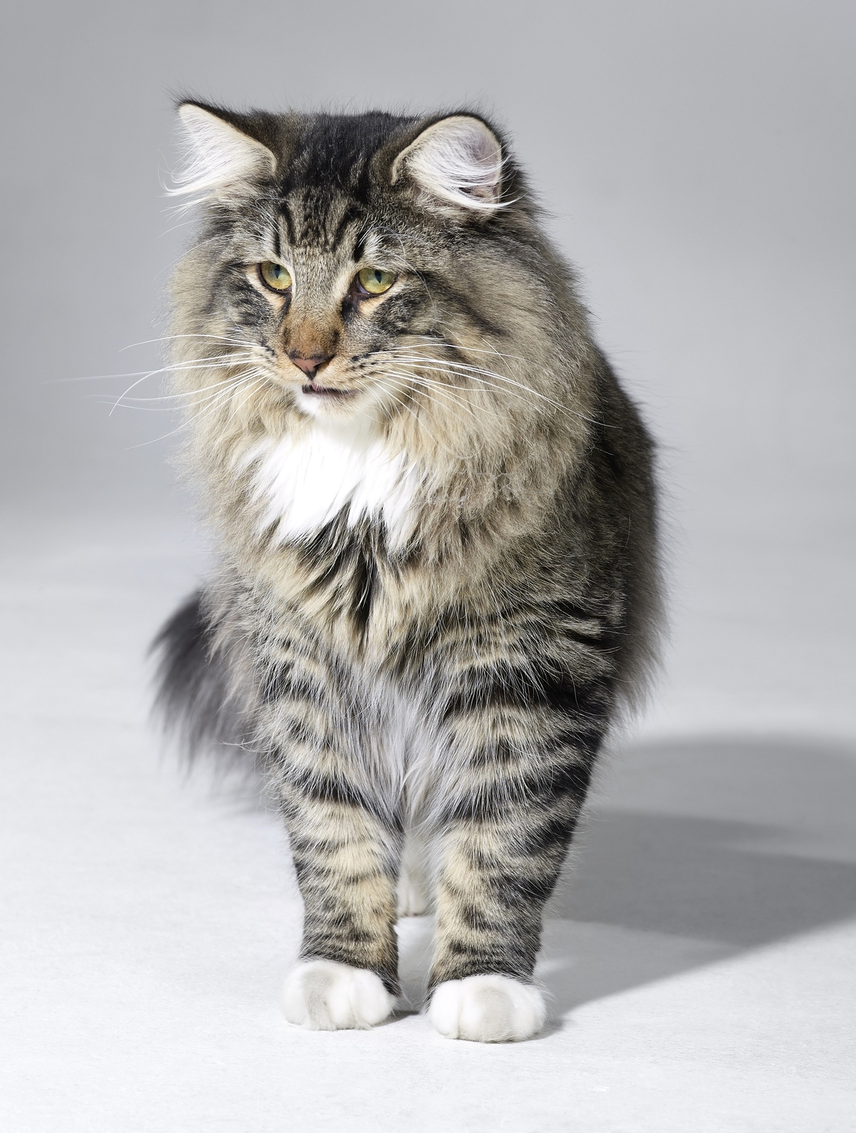 History and Origins of the Norwegian Forest Cat ...