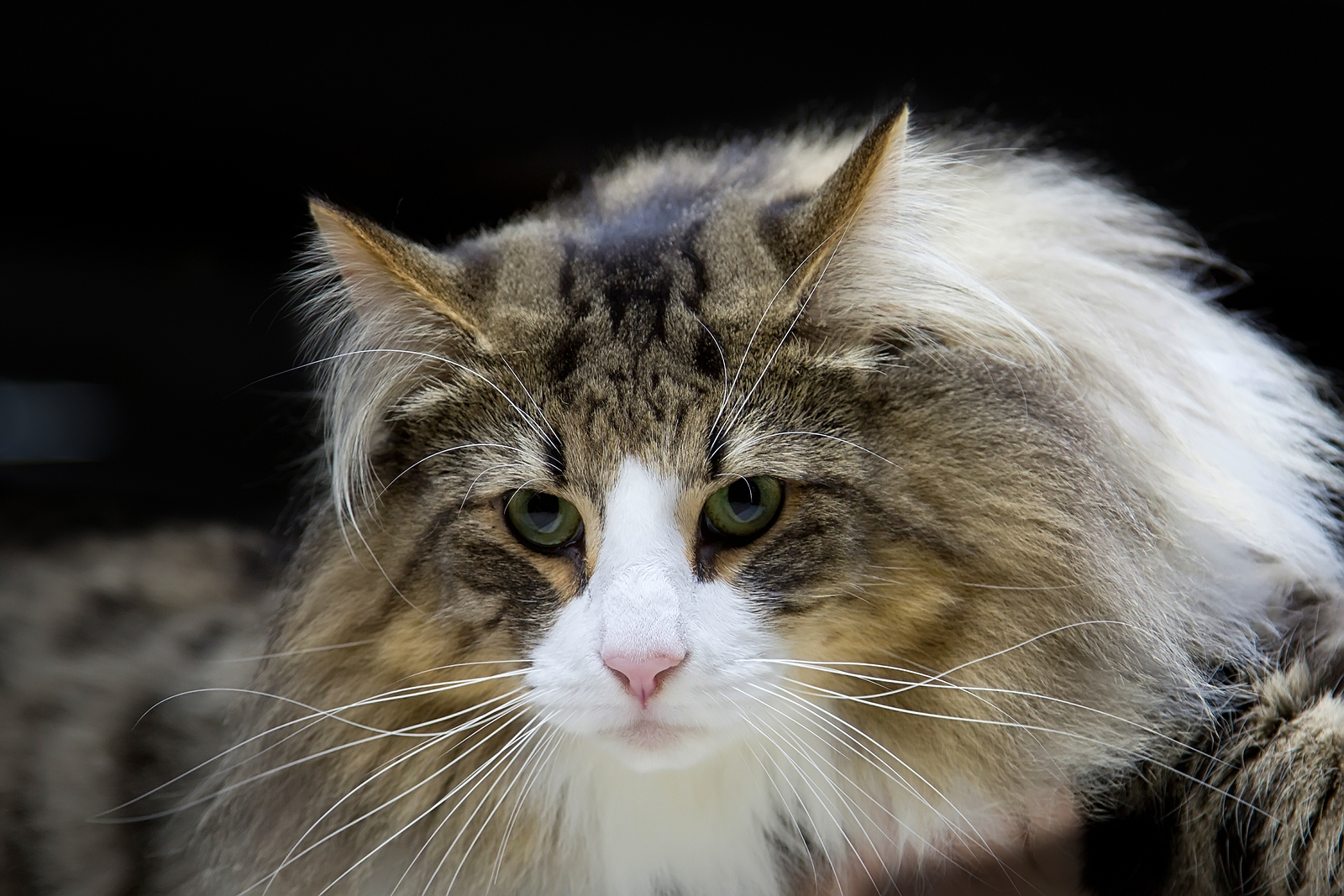 How to Spot a Norwegian Forest Cat - NorwegianCat.com